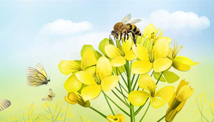 制造蜂蜡的是哪种蜜蜂 制造蜂蜡的是哪种蜜蜂 蜂蜡是什么蜜蜂制作的 生活
