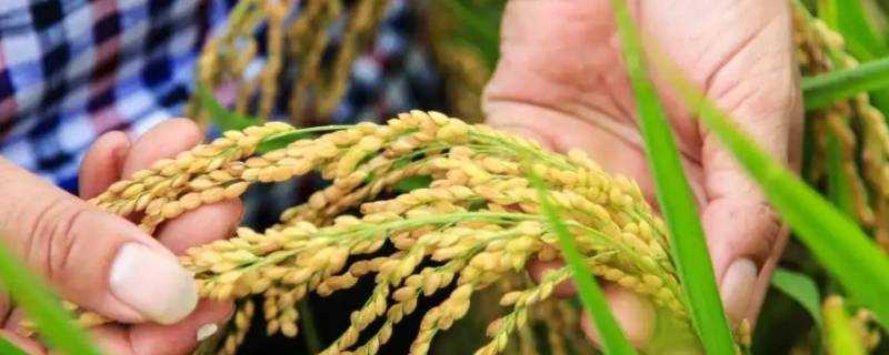 大禾米是一种什么米 生活