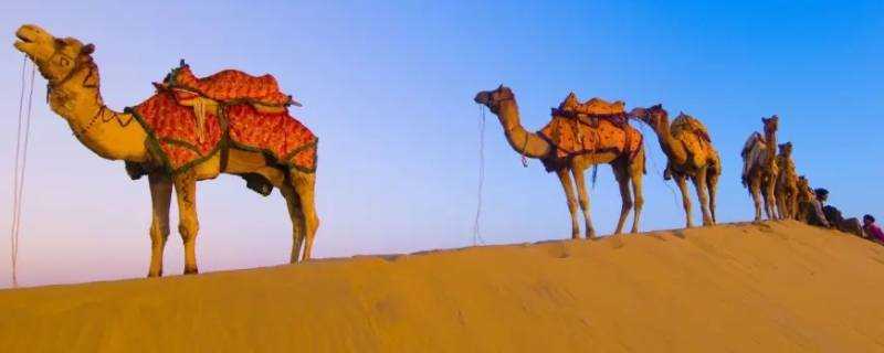 骆驼寿命一般多少年 生活