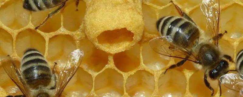 蜜蜂会走吗 生活
