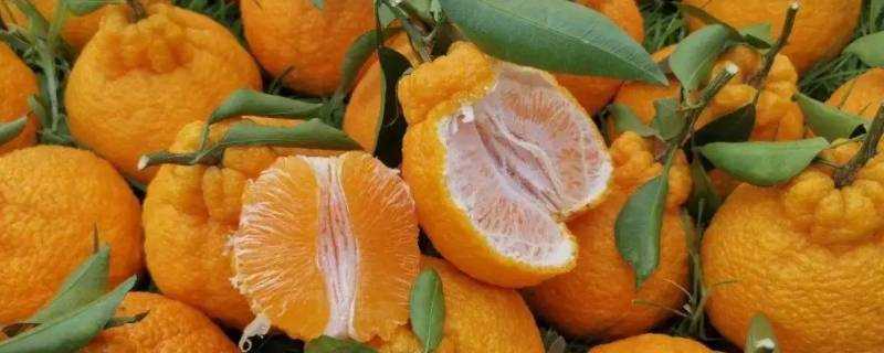 丑橘可以放多久 生活