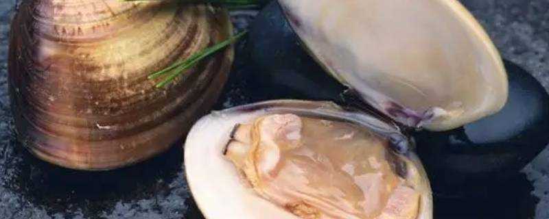 河蚌的贝壳是用来游泳的吗 生活