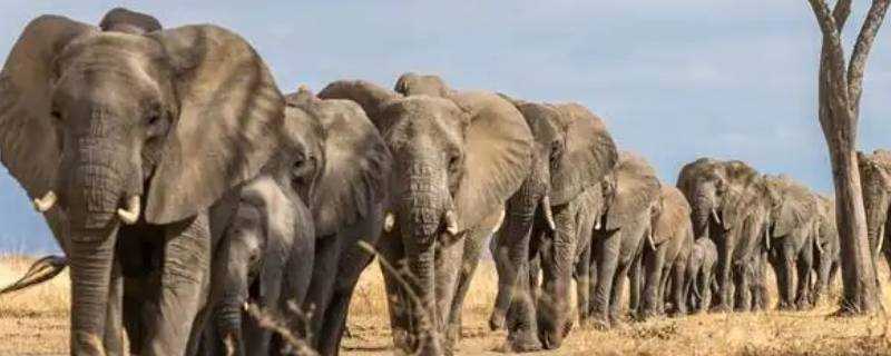 大象的寿命 生活