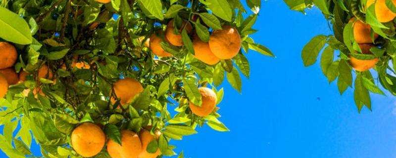 南方过年为什么买橘子树 生活