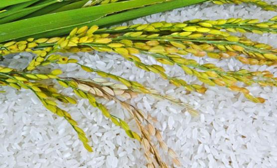 影响大米食用效果的五个重要因素 四招识别致癌大米 影响大米食用效果的五个重要因素 四招识别致癌大米 美食