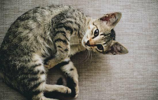 小猫嘴臭是怎么解决 动物