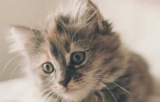 猫睡电热毯有什么影响 猫猫睡电热毯好吗 动物