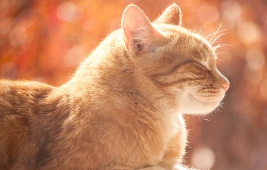 猫总打喷嚏是什么意思 动物